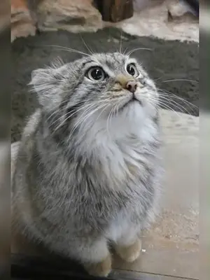 A photograph of Haku in Kobe Animal Kingdom