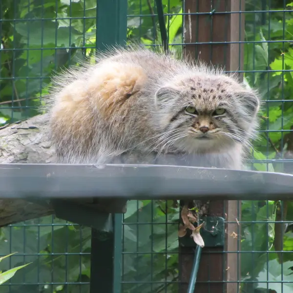 A photograph of Manni in Dessau Zoo