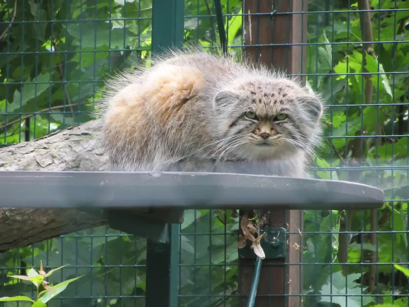 A photograph of Manni in Dessau Zoo