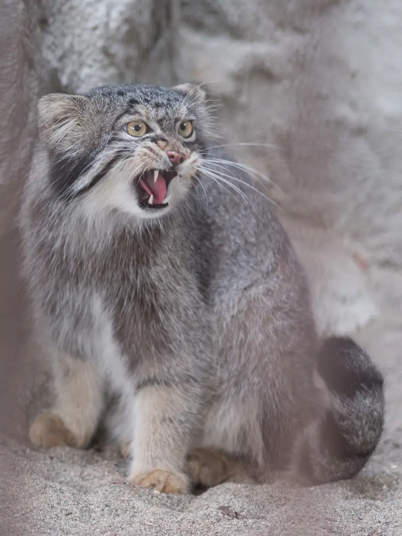 A photograph of Figa in Nogeyama Zoo
