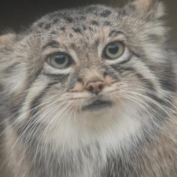 A photograph of Az in Kobe Animal Kingdom