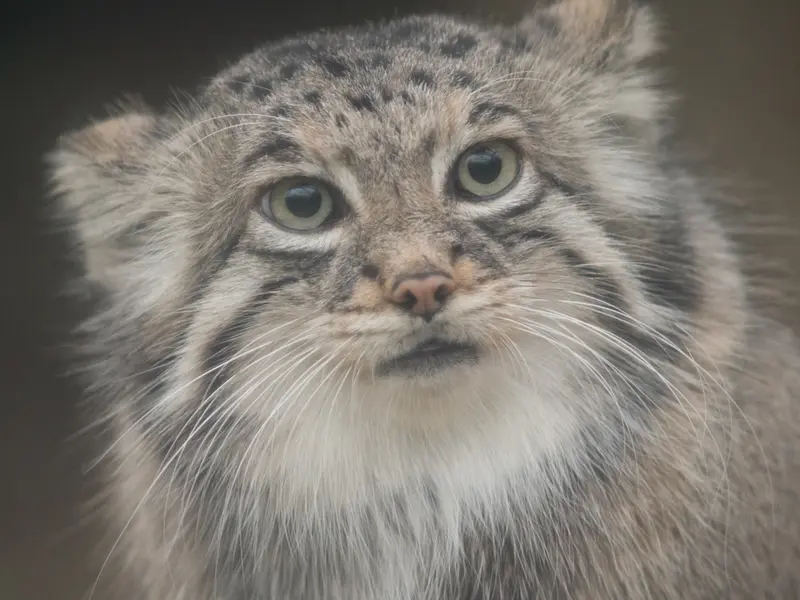 A photograph of Az in Kobe Animal Kingdom