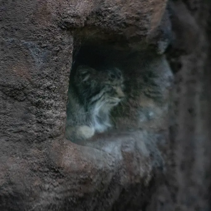 A photograph of Phyllaris in Utah's Hogle Zoo