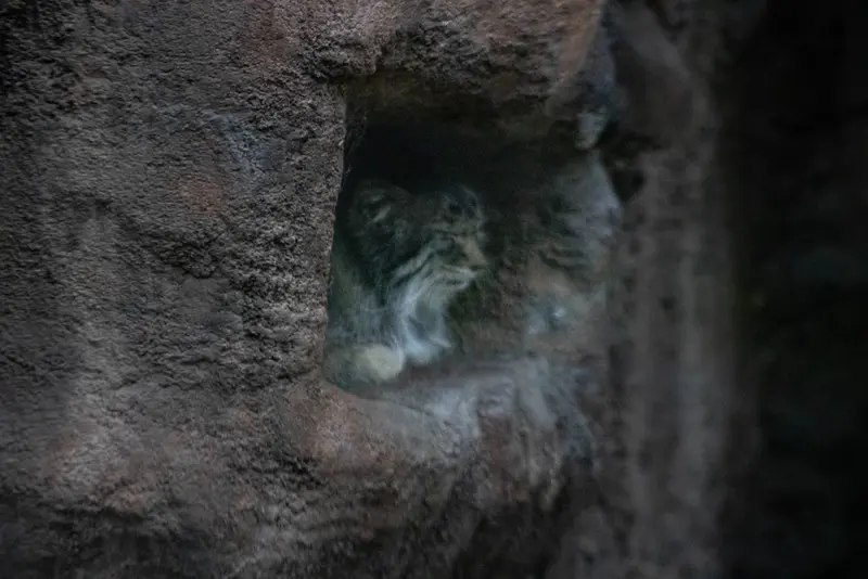 A photograph of Phyllaris in Utah's Hogle Zoo