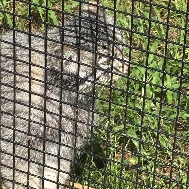 A photograph of Reza in Elmwood Park Zoo