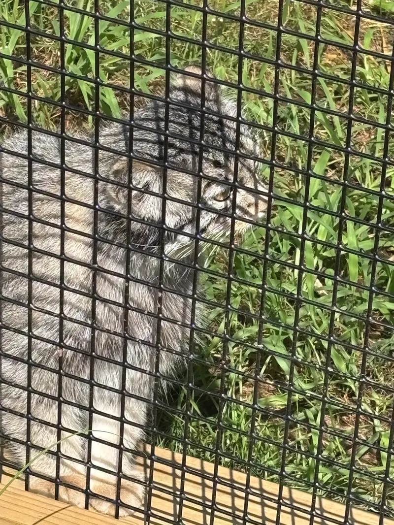 A photograph of Reza in Elmwood Park Zoo