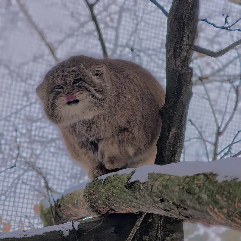 A photograph of Muztau in Brno Zoo