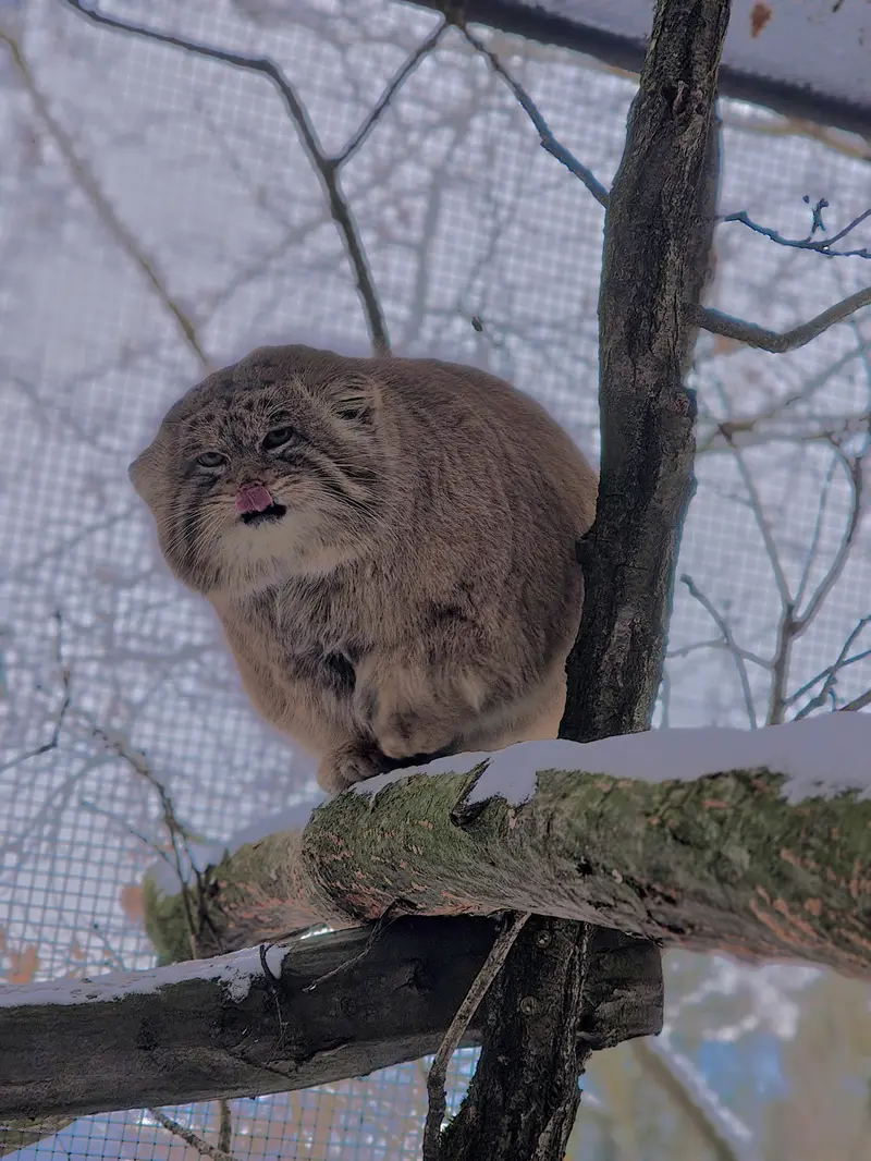 A photograph of Muztau in Brno Zoo