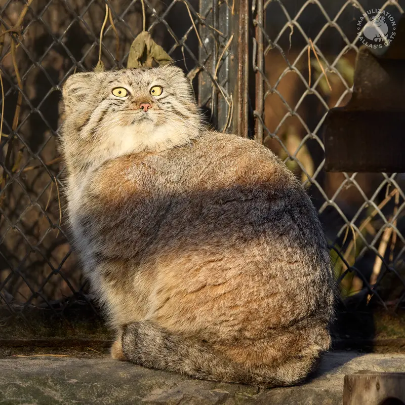 A photograph of Snezhana in Novosibirsk Zoo