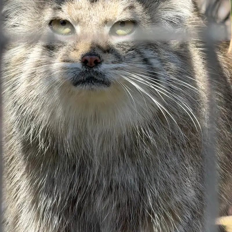 A photograph of Ceba in Smithsonian's National Zoo