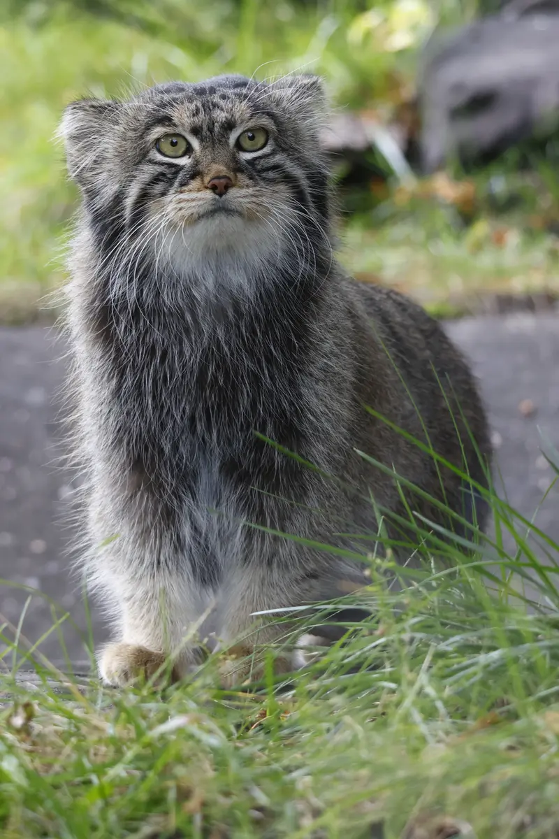 A photograph of Timofey in Moscow zoo