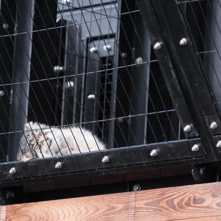 A photograph of Grusha in Asahiyama Zoo