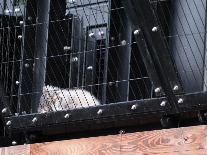 A photograph of Grusha in Asahiyama Zoo