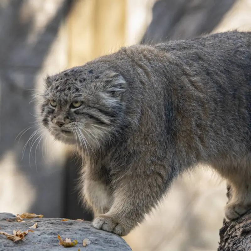 A photograph of Olaf in Calgary Zoo / Wilder Institute