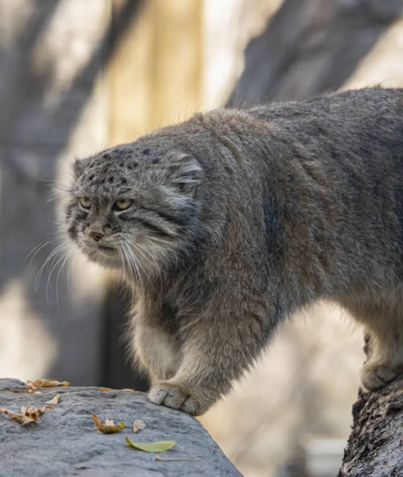 A photograph of Olaf in Calgary Zoo / Wilder Institute