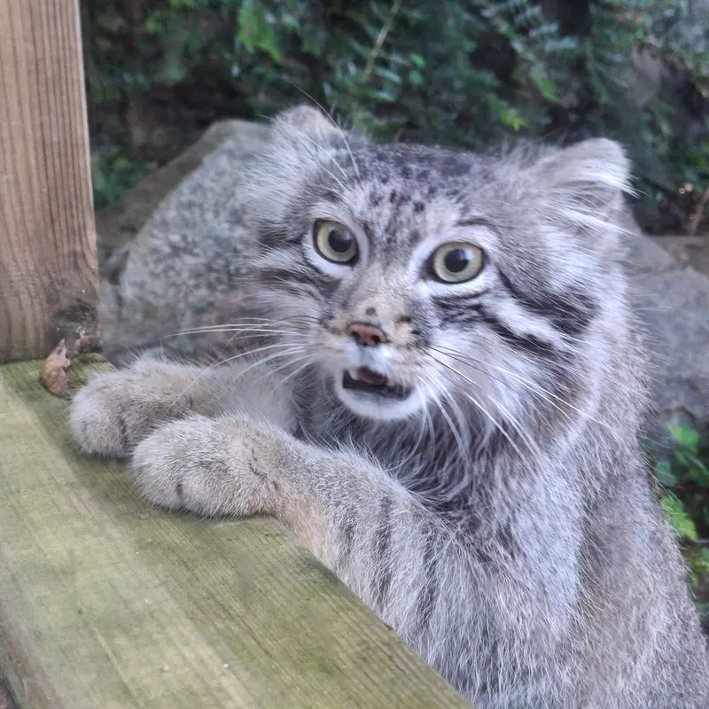 A photograph of Altai in Tregomeur Zoo