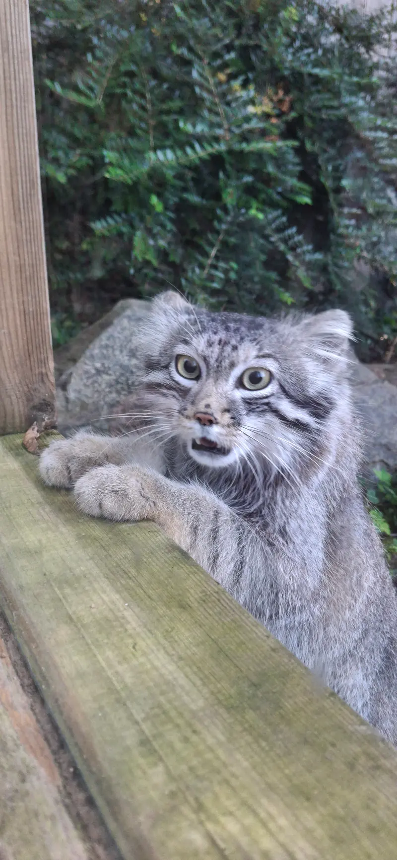 A photograph of Altai in Tregomeur Zoo