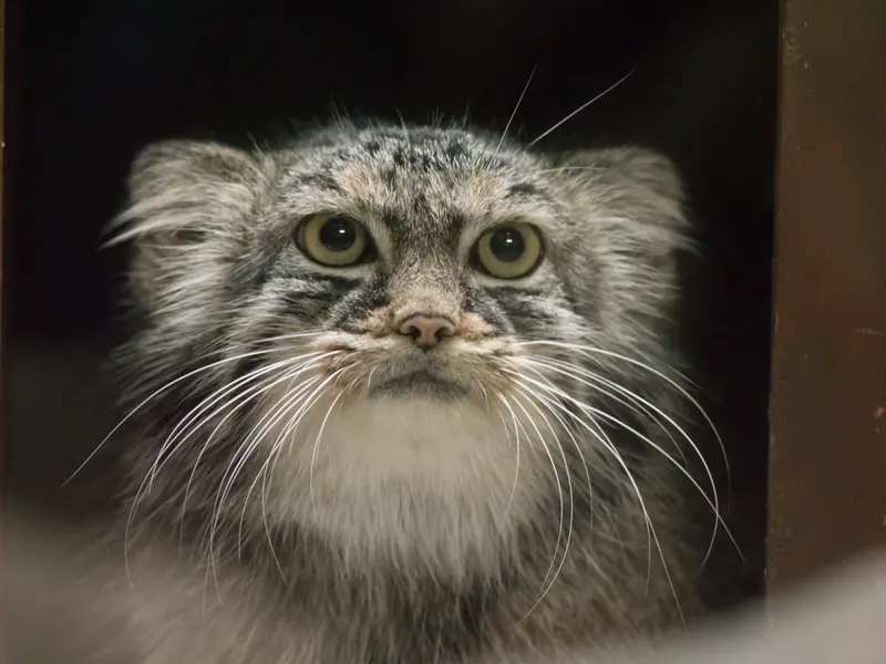 A photograph of Shafran in Ueno Zoological Gardens