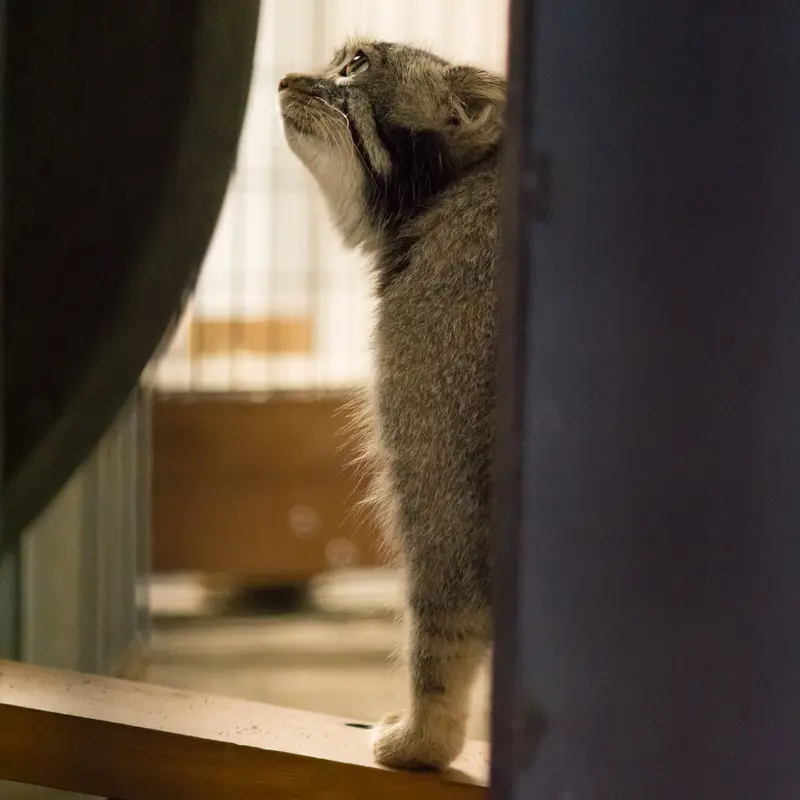 A photograph of Figa in Nogeyama Zoo