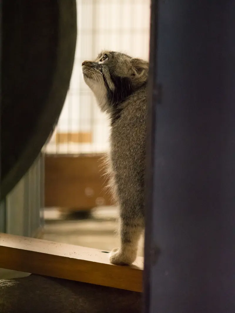 A photograph of Figa in Nogeyama Zoo