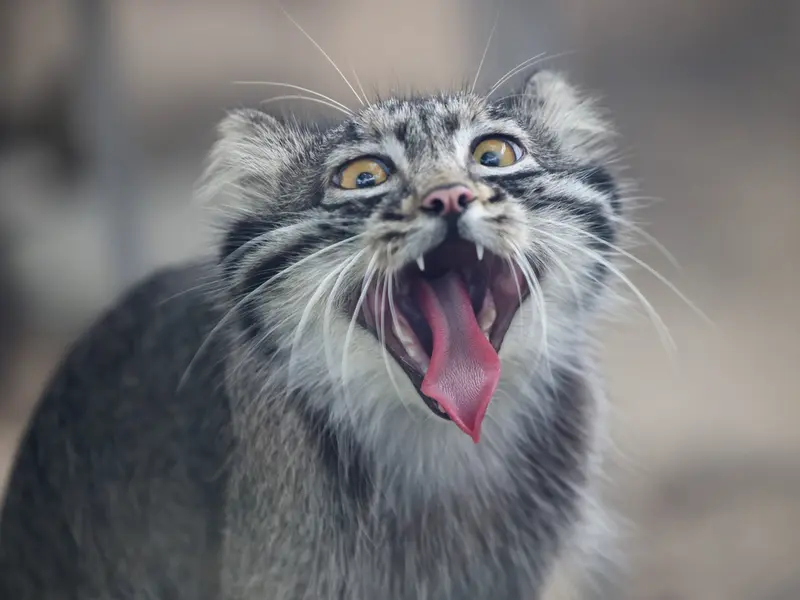 A photograph of a Pallas's cat