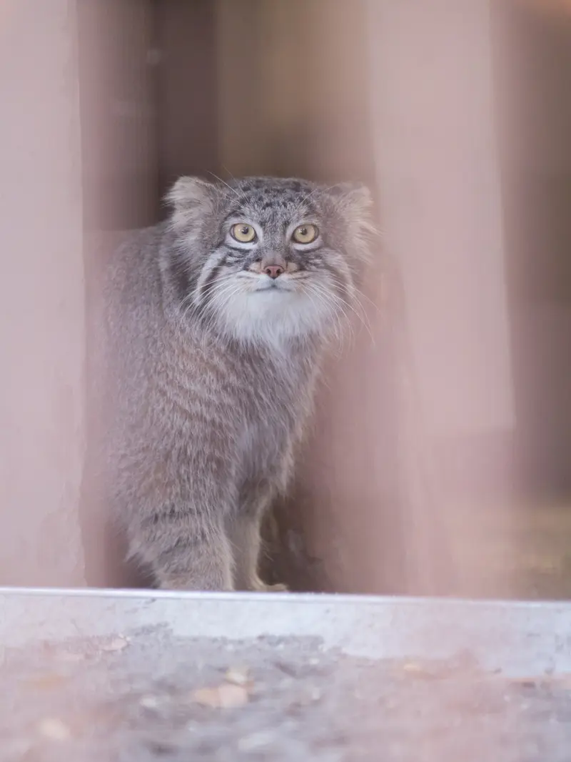 A photograph of Figa in Nogeyama Zoo