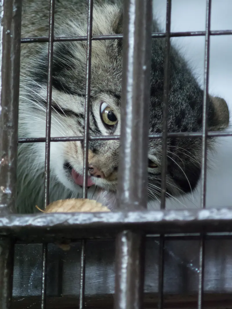 A photograph of Figa in Nogeyama Zoo