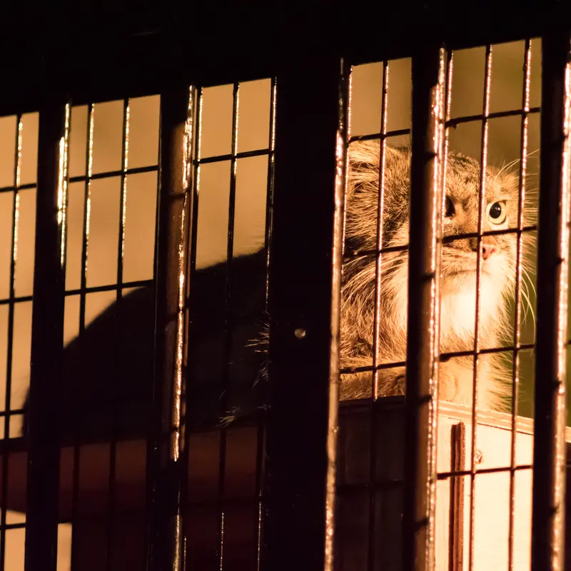 A photograph of Figa in Nogeyama Zoo