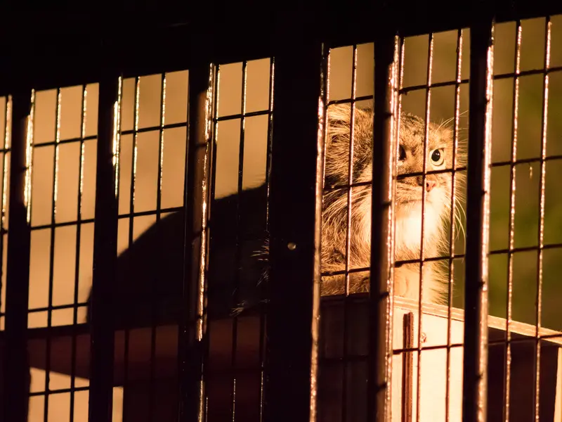 A photograph of Figa in Nogeyama Zoo
