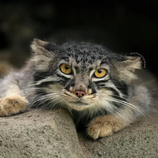 A photograph of Mei in Kobe Animal Kingdom