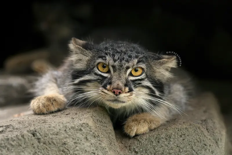 A photograph of Mei in Kobe Animal Kingdom