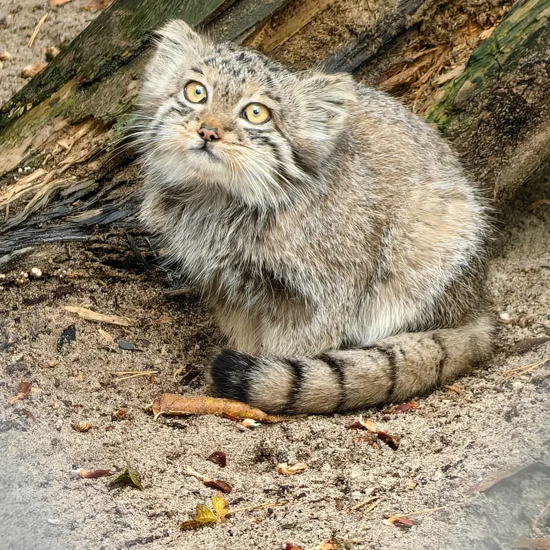 A photograph of Berel’ in Novosibirsk Zoo
