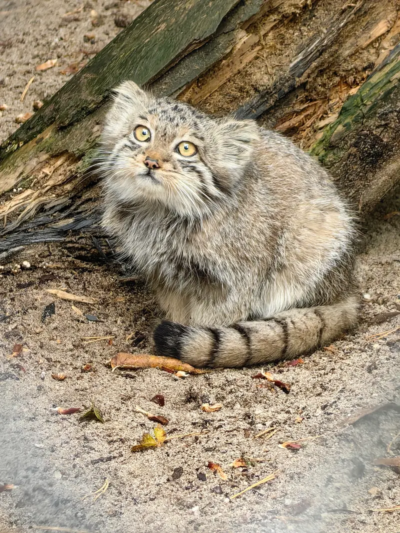 A photograph of Berel’ in Novosibirsk Zoo