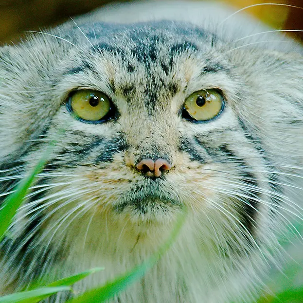 A photograph of Elvira in Red River Zoo
