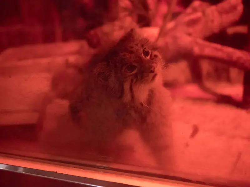 A photograph of Naim in Ueno Zoological Gardens
