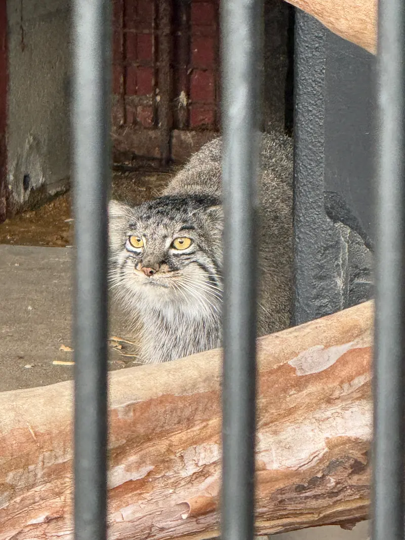 A photograph of Mei in Gokatsuraike Animal Park