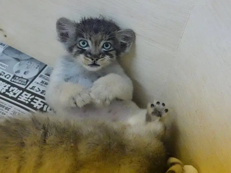 A photograph of a Pallas's cat