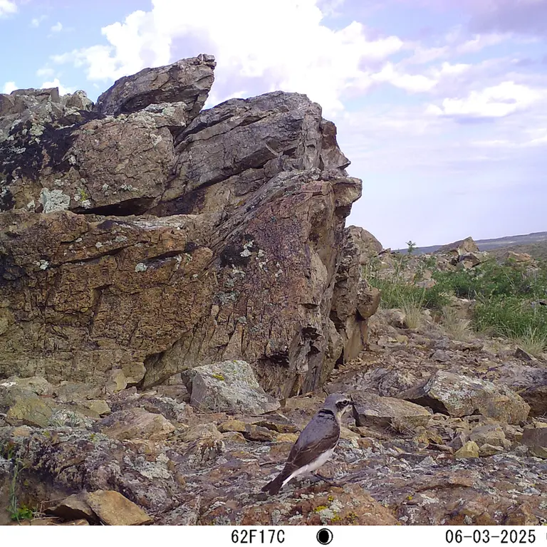 A photograph of a Pallas's cat from Karashoky [new] camera trap