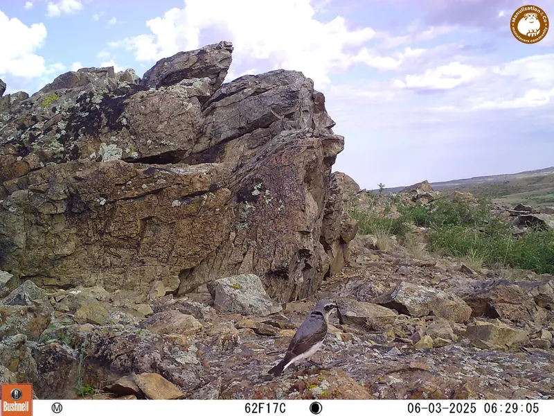 A photograph of a Pallas's cat from Karashoky [new] camera trap