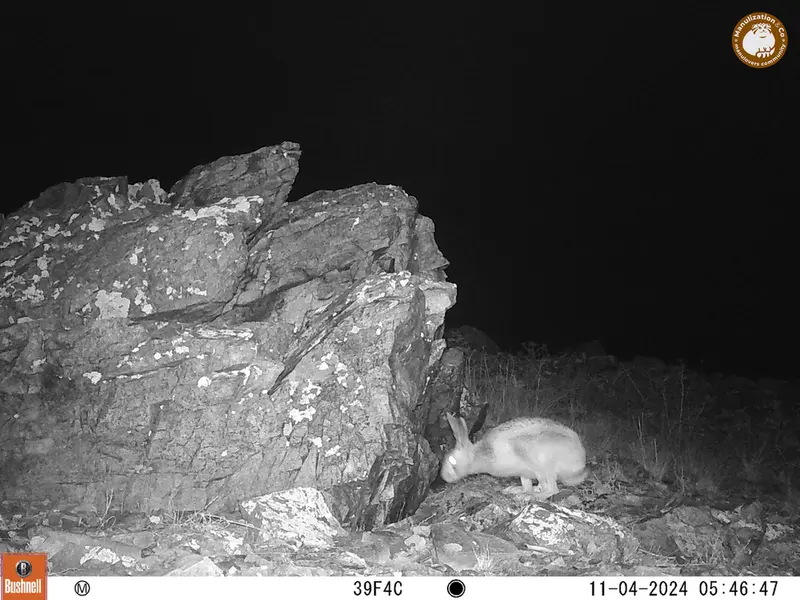 A photograph of Hare from Karashoky camera trap