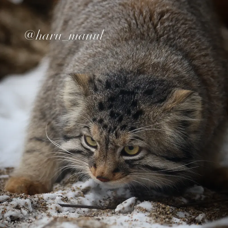 A photograph of a Pallas's cat in Nasu Animal Kingdom