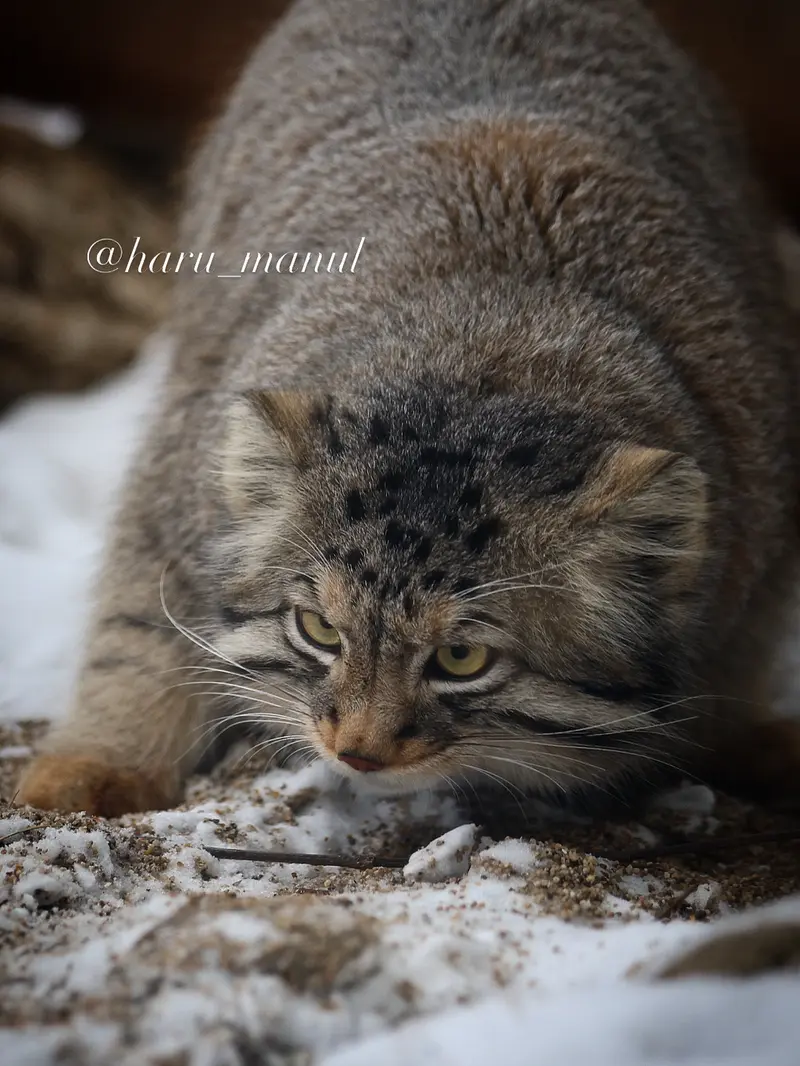 A photograph of a Pallas's cat in Nasu Animal Kingdom