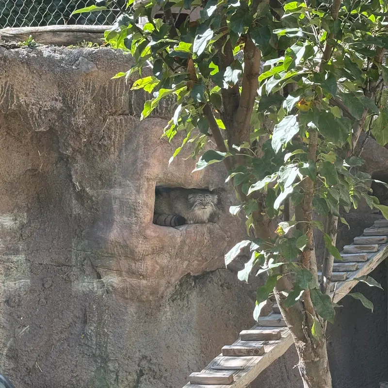 A photograph of Phyllaris in Utah's Hogle Zoo