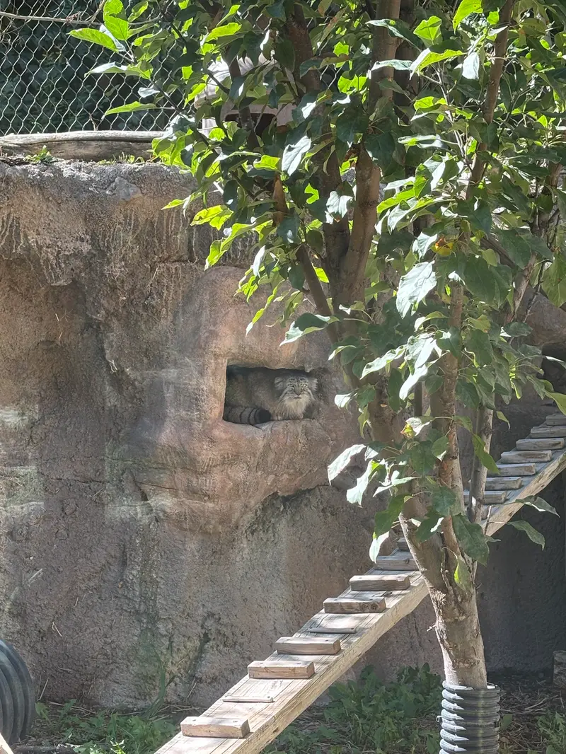 A photograph of Phyllaris in Utah's Hogle Zoo