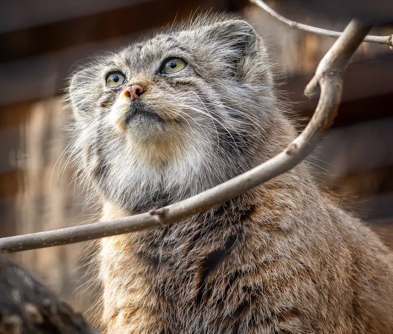 A photograph of Namika in Leningrad zoo