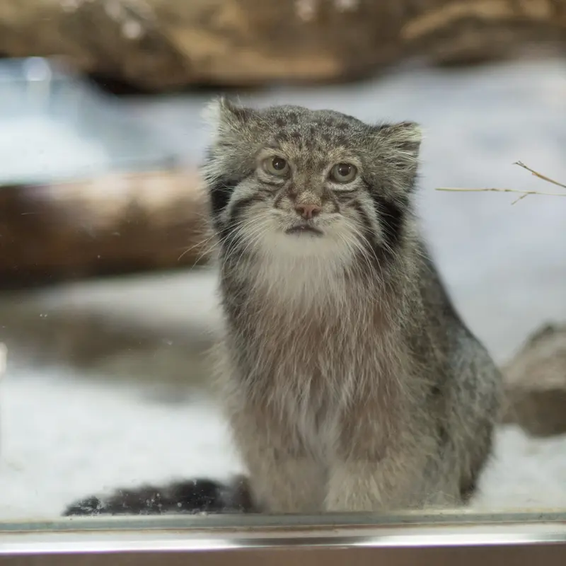 A photograph of Klyon in Ueno Zoological Gardens