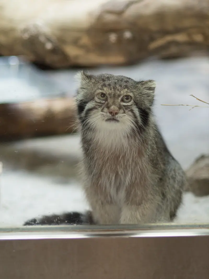 A photograph of Klyon in Ueno Zoological Gardens