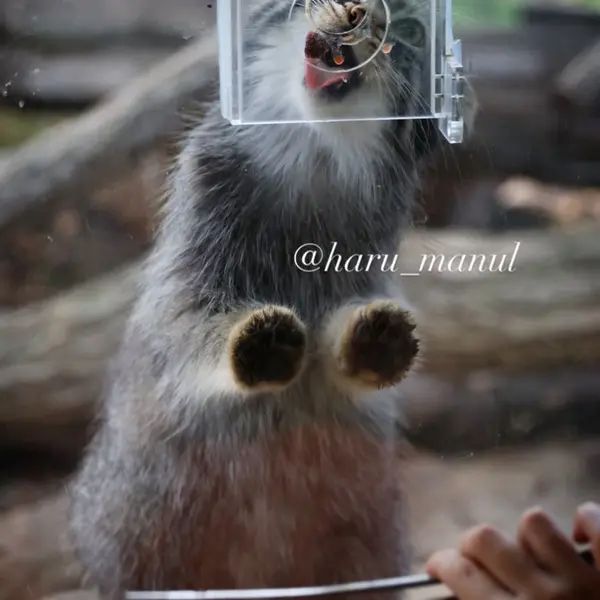 A photograph of Abrikos in Nasu Animal Kingdom