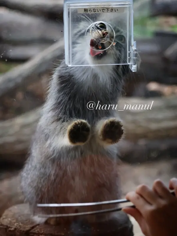 A photograph of Abrikos in Nasu Animal Kingdom