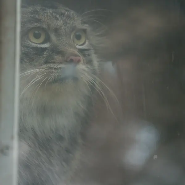 A photograph of Nar in Kobe Animal Kingdom
